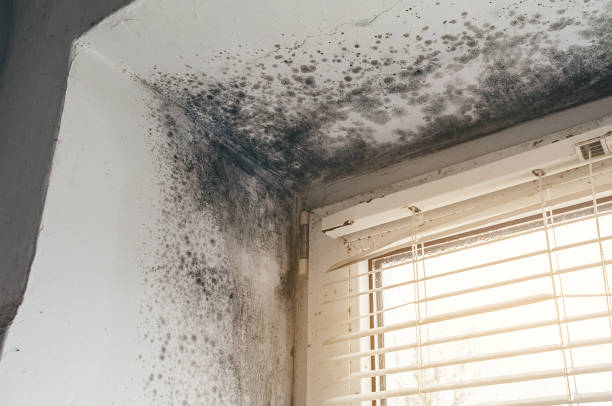 Affordable Mold Cleanup solutions in Marshall, MI